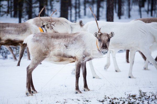 Reindeer flock in the wild at winter Stock photo © Juhku