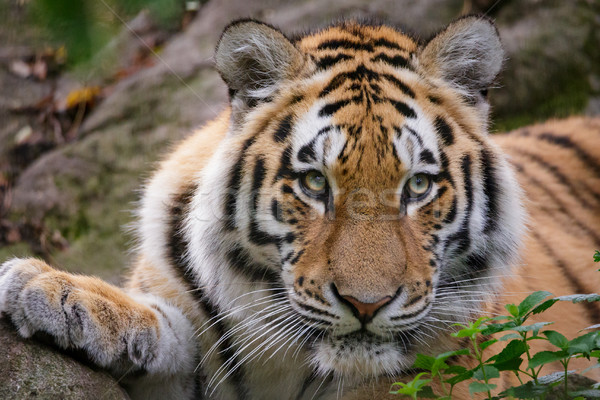 Siberian tiger panthera tigris altaica Stock photo © Juhku