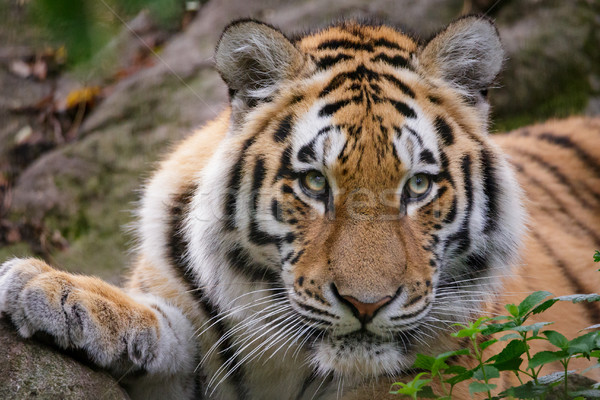 Siberian tiger panthera tigris altaica Stock photo © Juhku