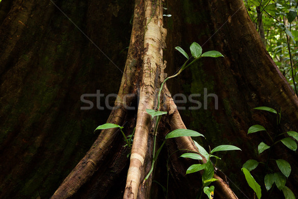 Foto d'archivio: Albero · radici · foresta · pluviale · borneo · Malaysia · legno