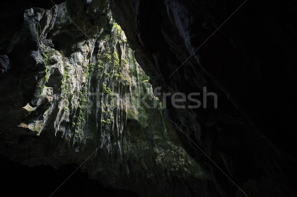 Stock photo: Cave opening to lush forest