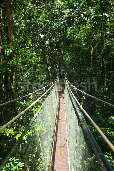Canopy sky walk in rain forest Stock photo © Juhku