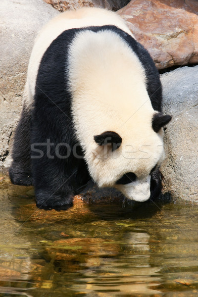 Panda near water Stock photo © Juhku