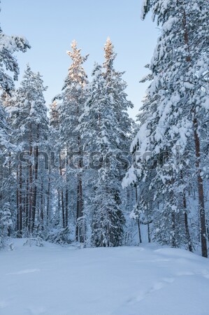 森林 陽光 冷 天空 樹 商業照片 © Juhku