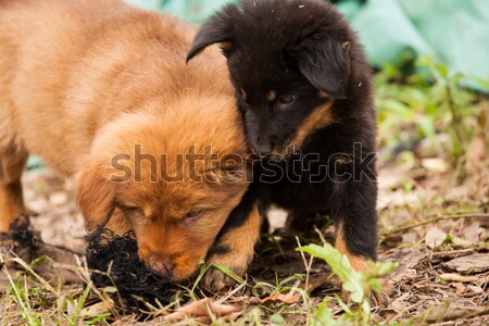 Aranyos kiskutyák játszik együtt utca segítség Stock fotó © Juhku