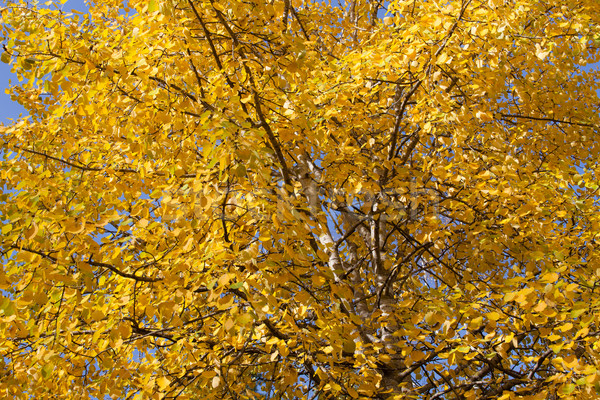 Yellow aspen foliage at autumn Stock photo © Juhku