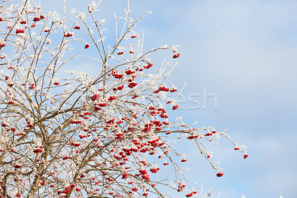 Rowan berries at winter Stock photo © Juhku