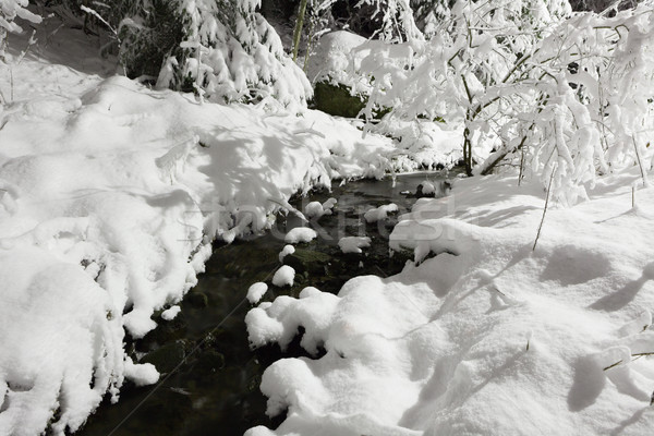 Faible écouter neige forêt nuit nature [[stock_photo]] © Juhku