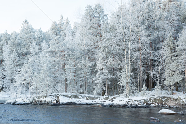 Frosty and snowy winter forest near lake Stock photo © Juhku