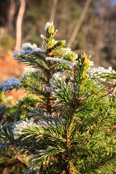 Frozen spruce branch Stock photo © Juhku