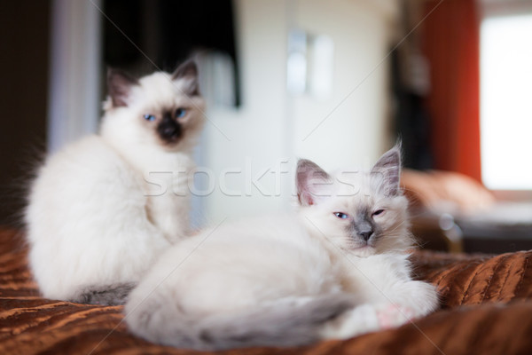 Heilig Geschwister Bett home Katze entspannen Stock foto © Juhku