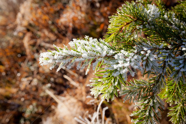Eingefroren Fichte Zweig sonnig Winter Tag Stock foto © Juhku