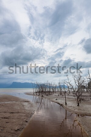 Dode bomen strand laag getij onweerswolken Stockfoto © Juhku