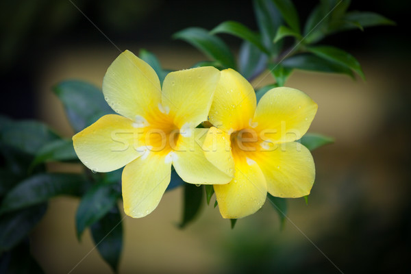 Two yellow allamanda flowers Stock photo © Juhku