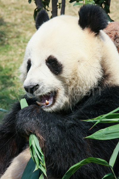 Panda comer bambú gigante frescos naturaleza Foto stock © Juhku
