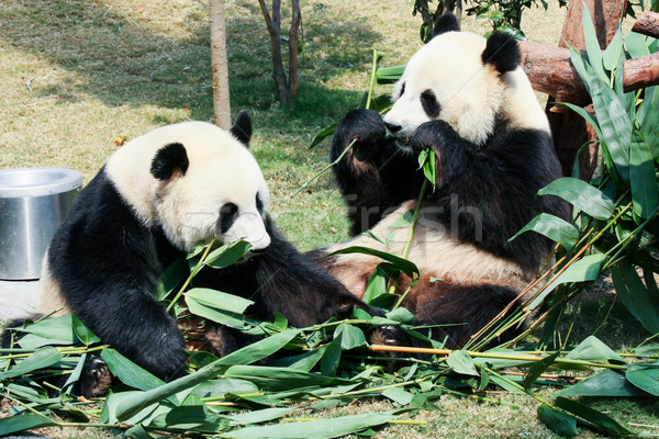 Stock photo: Two pandas eating bamboo