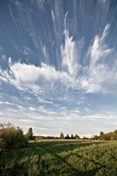 Meadow and clouds skyscape Stock photo © Juhku