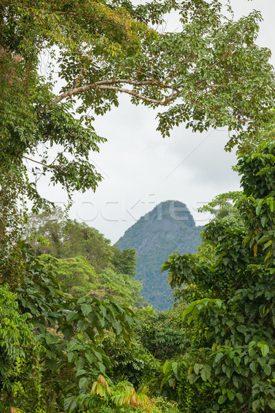 Egzotyczny Rainforest krajobraz parku borneo Malezja Zdjęcia stock © Juhku