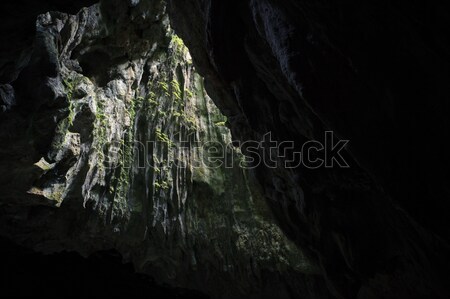 Stock photo: Cave opening to lush forest