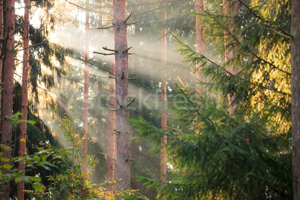Sun rays in the middle of forest Stock photo © Juhku