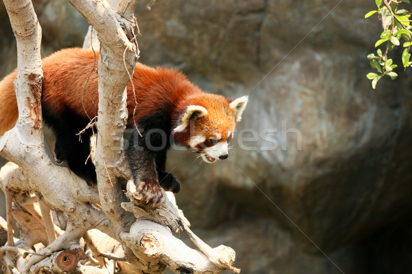 Red panda climbing on tree Stock photo © Juhku