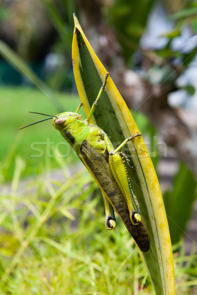 кузнечик лист ног саду животного Сток-фото © Juhku