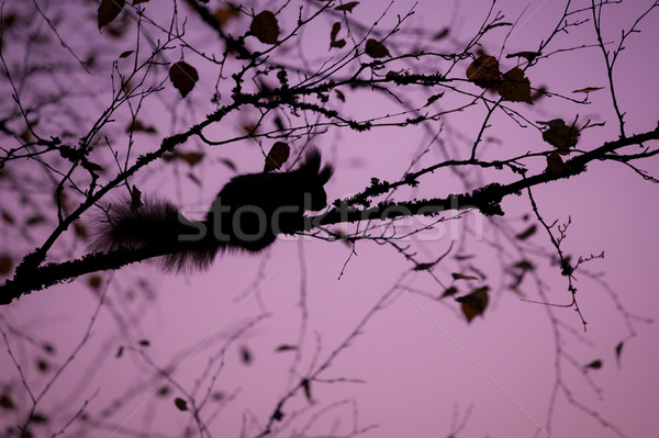 Eurasian red squirrel sleeping in a tree Stock photo © Juhku