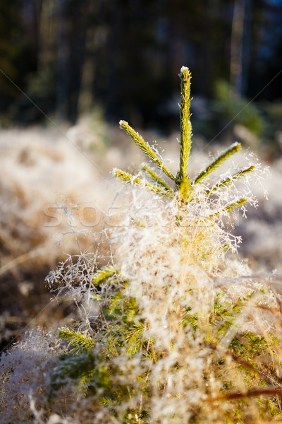 Small spruce and frost hay morning sun Stock photo © Juhku