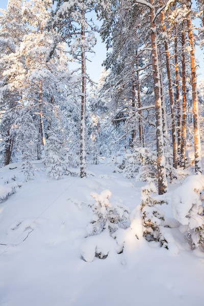 Snowy forest and warm sunlight Stock photo © Juhku