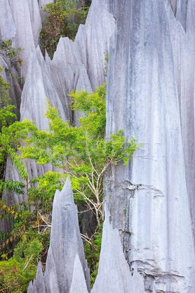 Calcaire parc formation bornéo Malaisie forêt Photo stock © Juhku