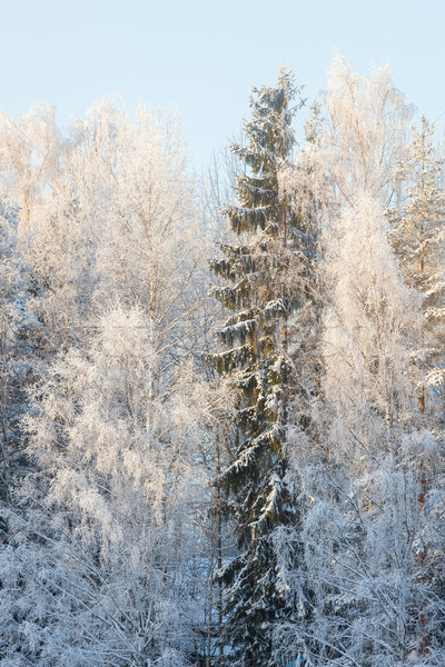 森林 樹 覆蓋 雪 冬天 背景 商業照片 © Juhku