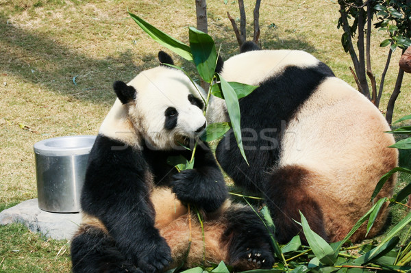 два еды бамбук гигант природы листьев Сток-фото © Juhku
