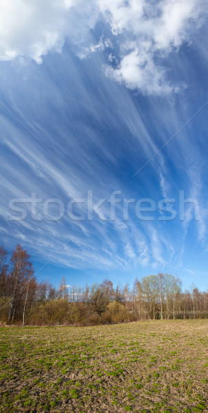 Long cirrus clouds skyscape Stock photo © Juhku