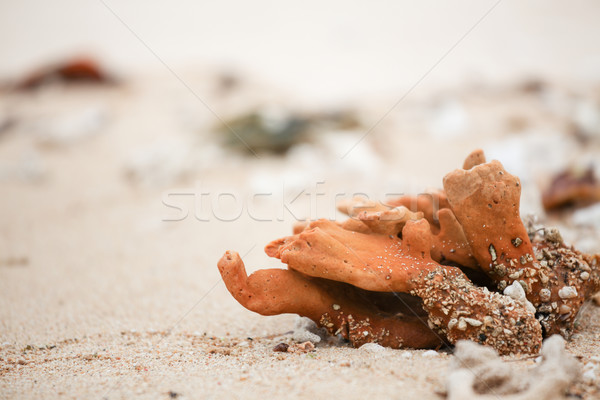 Drogen koraal onderdelen strand zand zee Stockfoto © Juhku
