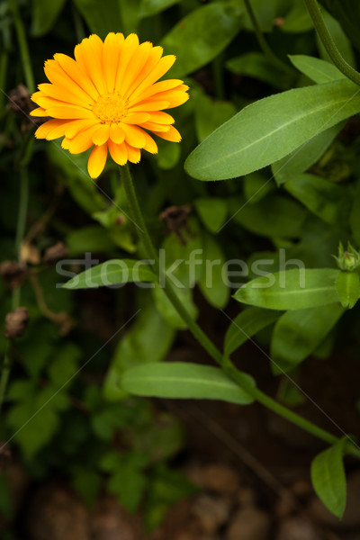 One yellow flower and green leaves Stock photo © Juhku