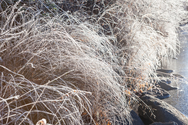 Frost hay in morning sunshine Stock photo © Juhku