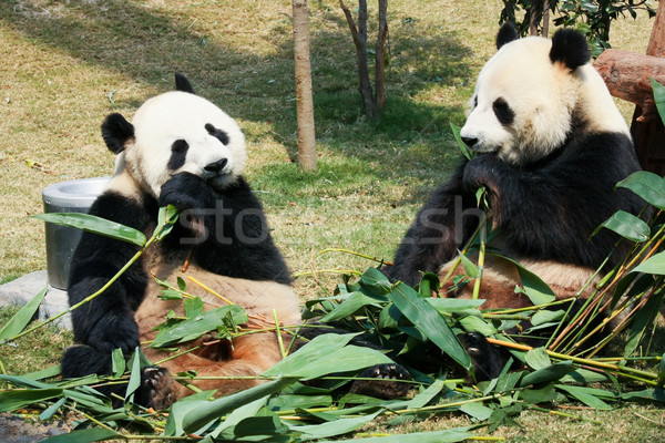 Foto stock: Dois · alimentação · bambu · gigante · família · folha