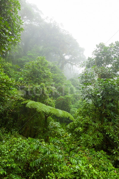 Stock fotó: Ködös · esőerdő · felhő · erdő · tartalék · Costa · Rica