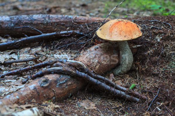 Mushroom on forest path Stock photo © Juhku