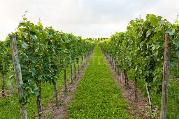 Stock photo: Wine fields in stuttgart germany
