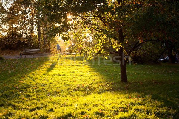 Golden light shining to grass and tree silhouette Stock photo © Juhku