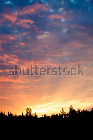 Sunrise over forest sun rays Stock photo © Juhku