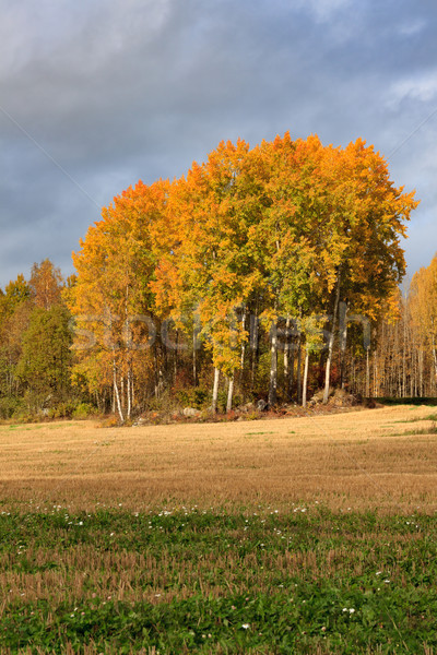 Paysage domaine arbres automne couleurs sombre [[stock_photo]] © Juhku