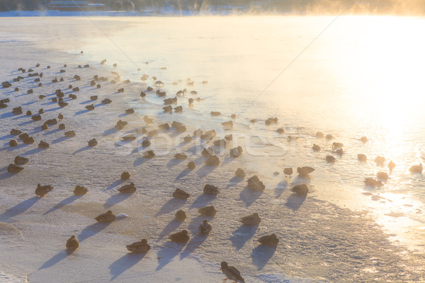 Ducks on ice freezing cold morning Stock photo © Juhku
