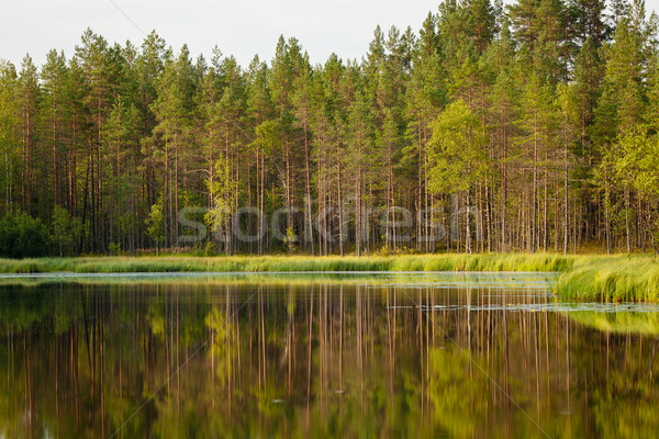 Senin însorit dimineaţă pădure reflecţie Finlanda Imagine de stoc © Juhku