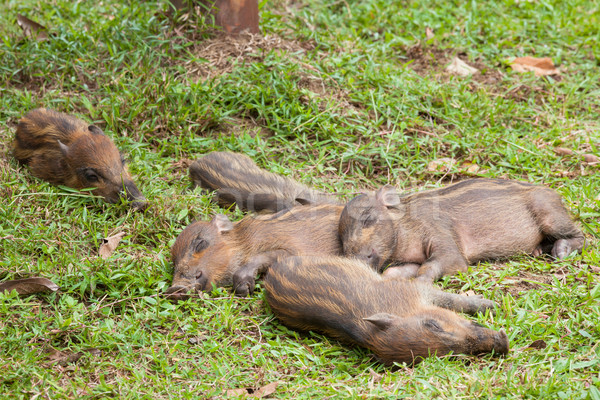 Baby wild boars sleeping on grass Stock photo © Juhku