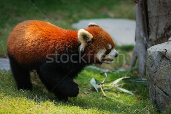 Red panda on grass Stock photo © Juhku