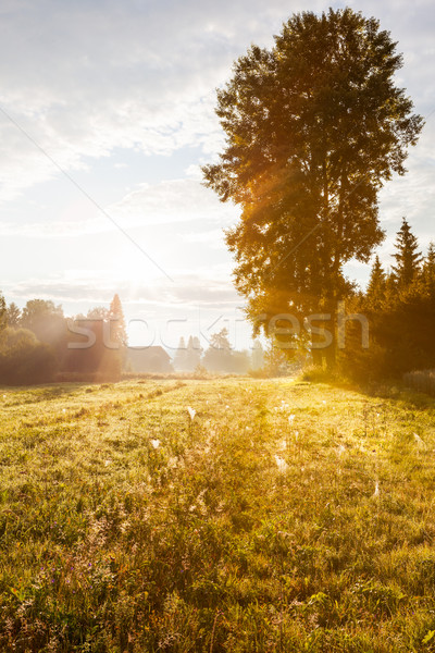 Golden light at autumnal meadow with big tree Stock photo © Juhku