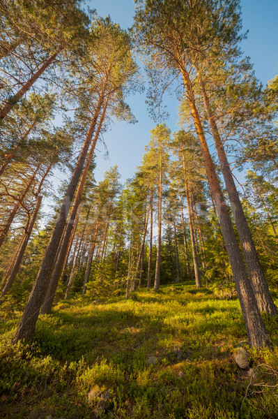 Finnish forest at summer Stock photo © Juhku