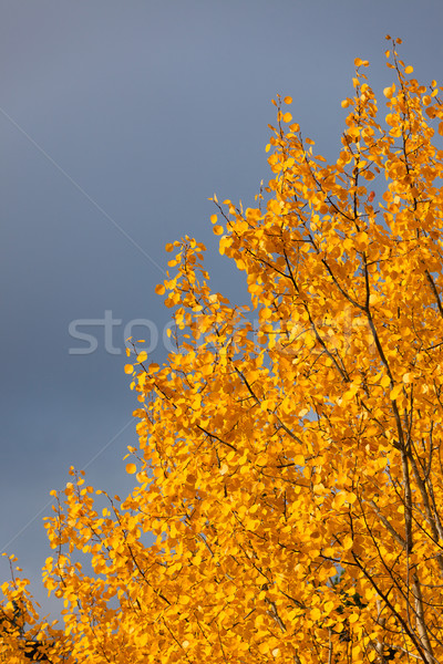 Yellow foliage aspen tree Stock photo © Juhku